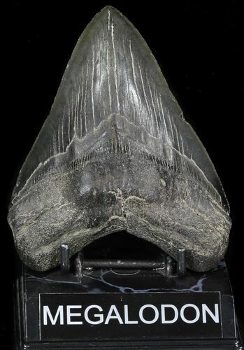 Serrated Fossil Megalodon Tooth - South Carolina #31055